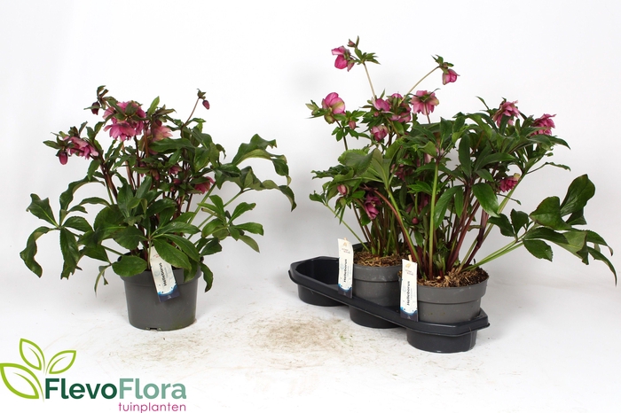 <h4>HELL VIV BATISTA</h4>