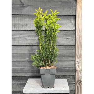 Taxus media Hicksii