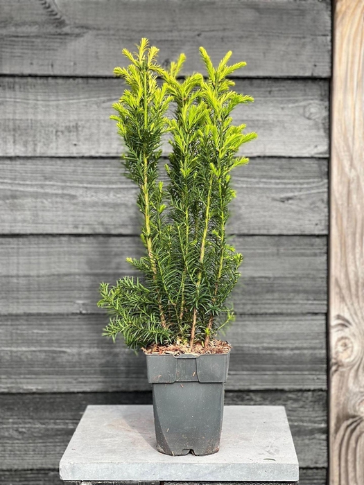 <h4>Taxus media Hicksii</h4>