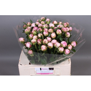 Paeonia Sarah Bernhardt
