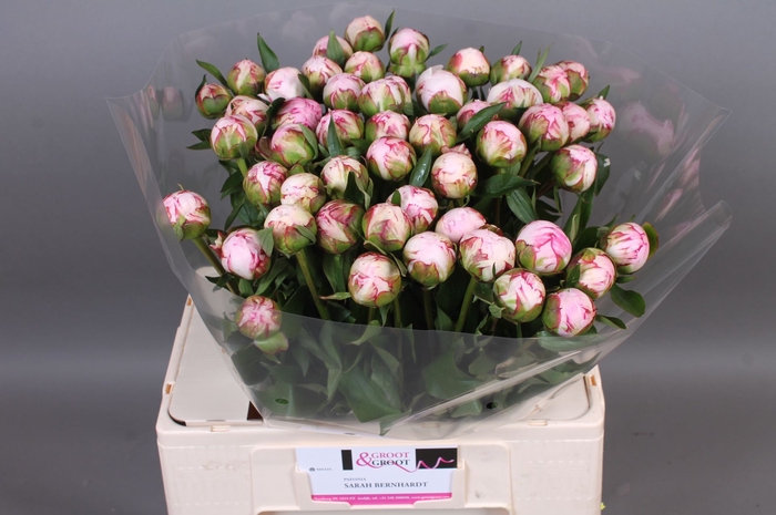 <h4>Paeonia Sarah Bernhardt</h4>