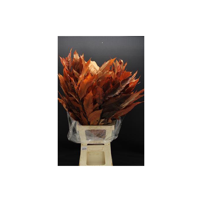 <h4>Dr Kastanje Stab Orange</h4>