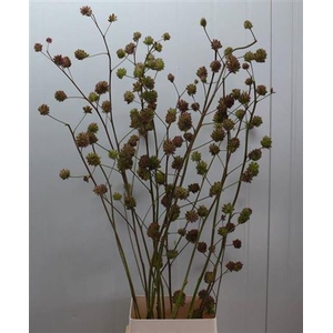 Glycyrrhiza Y Zd [zoethout]