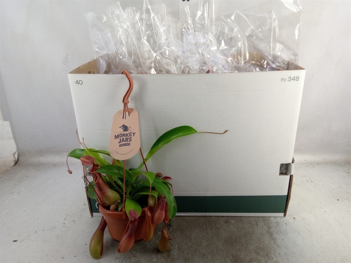 Nepenthes alata