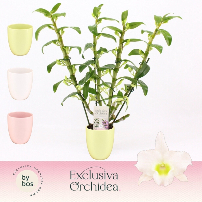 <h4>Dendrobium Nobilé, Apollon 4-spike in Lotte Mix 'Exclusiva Orchidea'</h4>