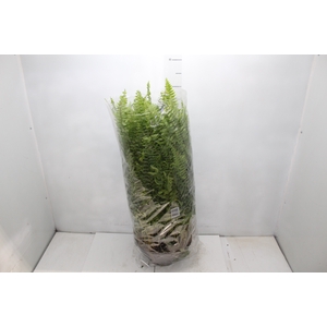 SAMAMBAIA AMERICANA C25