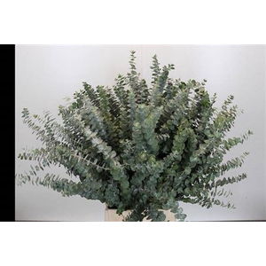 Euca Baby Blue Za Kort 300 Gram