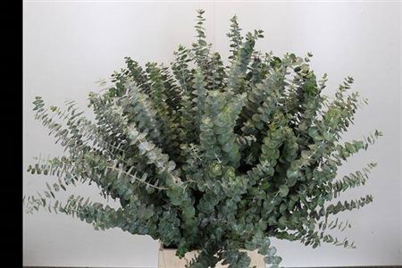 Euca Baby Blue Za Kort 300 Gram