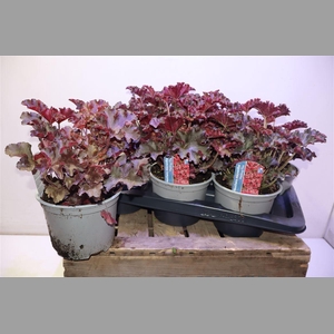 Heuch Micrantha Melting Fire