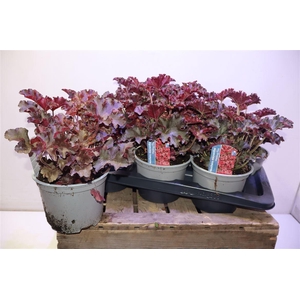Heuch Micrantha
