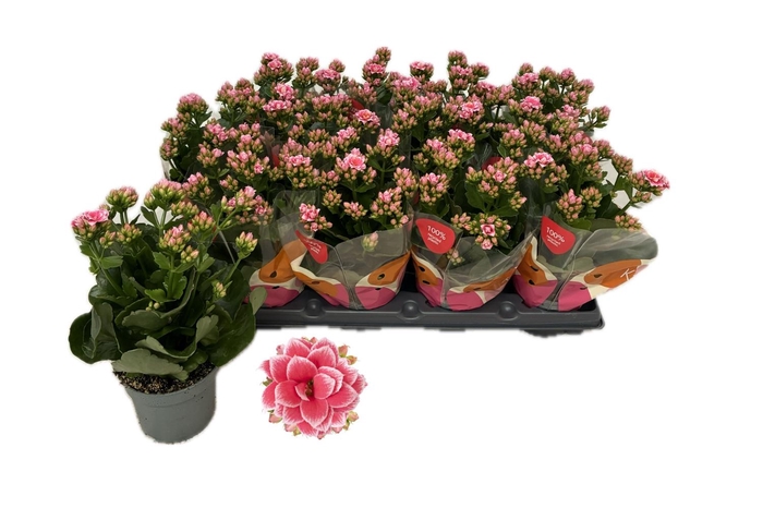 <h4>KAL GE ROSE FL ESME</h4>