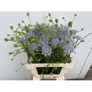 SNIJBLOEMEN OV