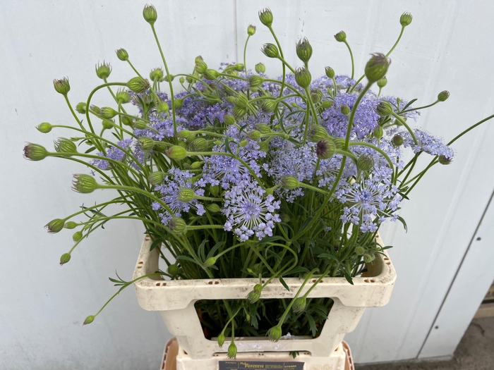<h4>SNIJBLOEMEN OV</h4>