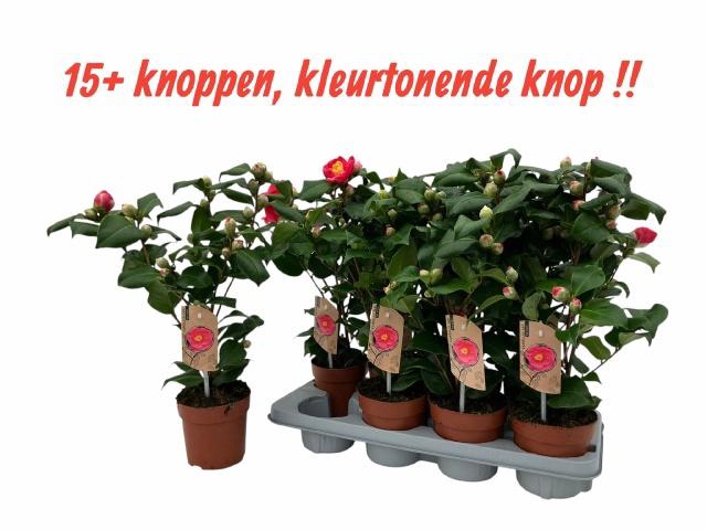 <h4>CAME J DR KING</h4>