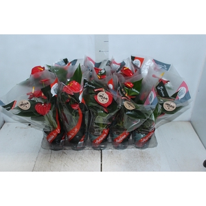 ANTHURIUM ESUDO P12