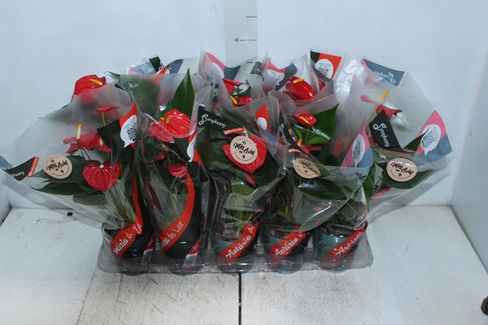 <h4>ANTHURIUM ESUDO P12</h4>