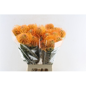 Leuco Co Ayoba Peach
