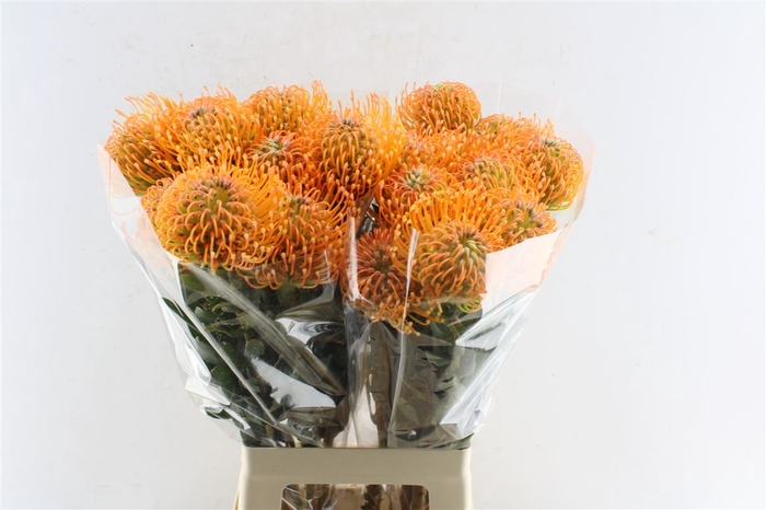 <h4>Leuco Co Ayoba Peach</h4>
