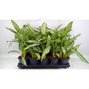 Aglaonema KB 'Silver Queen Compact'