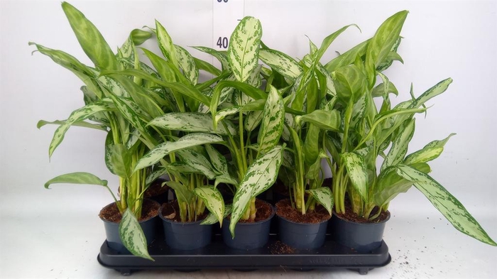 <h4>Aglaonema KB 'Silver Queen Compact'</h4>