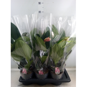 Medinilla magnifica 'Flamenco'