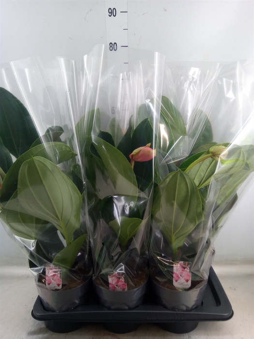 <h4>Medinilla magnifica 'Flamenco'</h4>