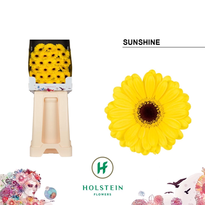 <h4>Ge Mi Sunshine</h4>