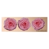 Rose Monalisa Baby Pink