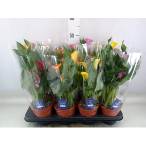 Zantedeschia   ...mix