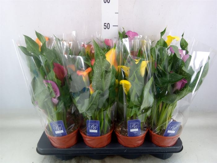 <h4>Zantedeschia   ...mix</h4>