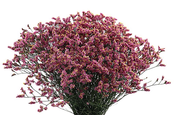 Limonium Princess Diamond