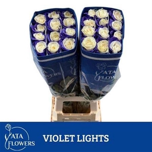 R Gr Violet Lights