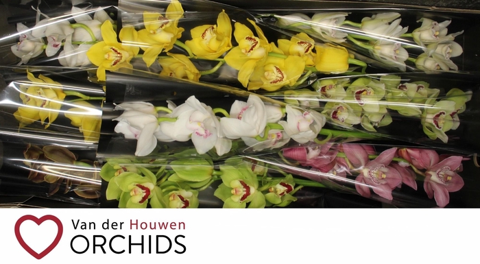 <h4>60 cm Gemengd</h4>