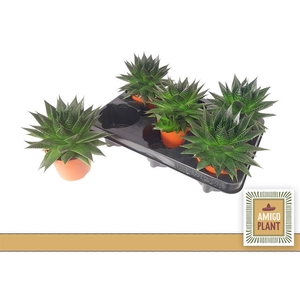 Aloe aristata Ami 10,5Ø 14cm