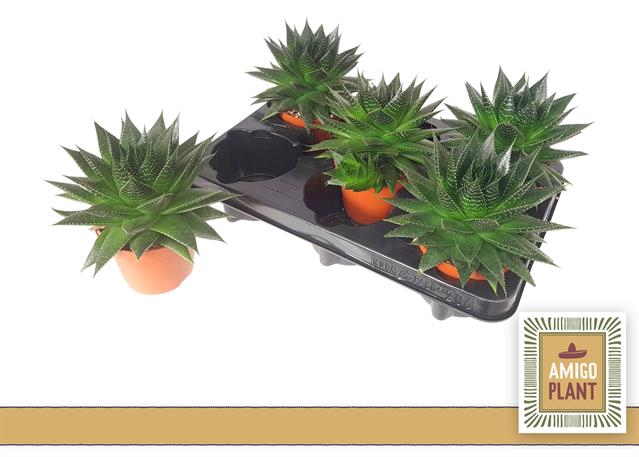 Aloe aristata Ami 10,5Ø 14cm