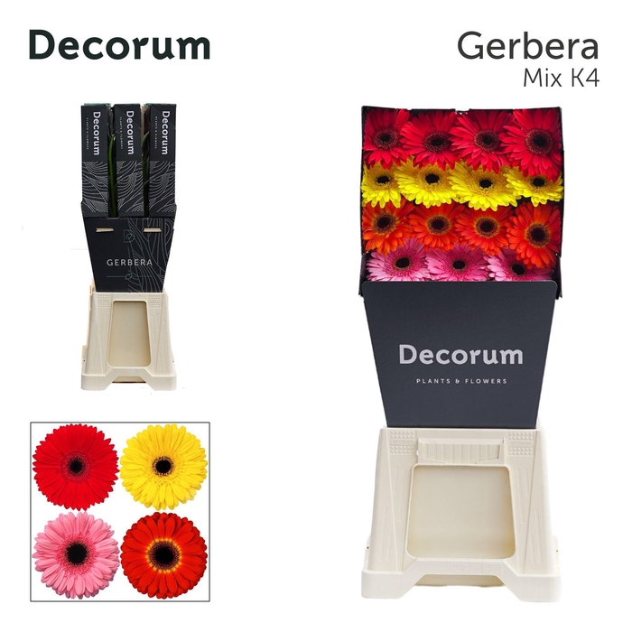 <h4>Gerbera Mix 4 Kleuren Diamond</h4>