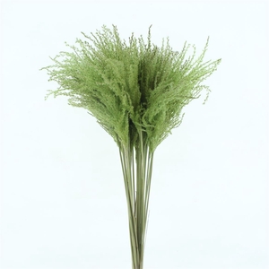 Dried Stipa Feather Mint Groen