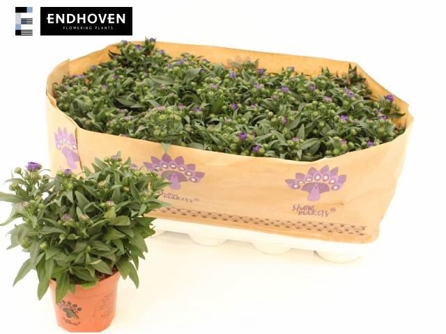 <h4>Aster n-b 'Showmakers Blue Bayou'</h4>