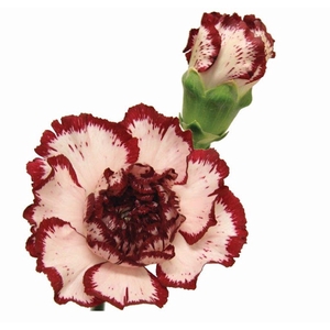 CRAVO BACCARAT 070 CM