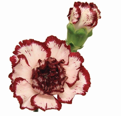 CRAVO BACCARAT 070 CM