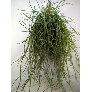 Rhipsalis   ...