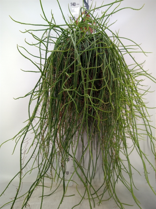 <h4>Rhipsalis   ...</h4>