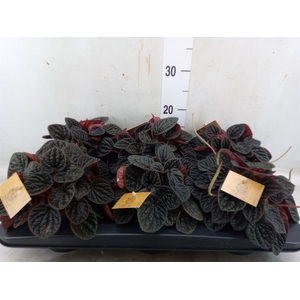Peperomia