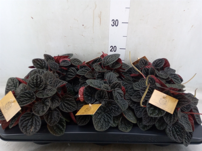 <h4>Peperomia</h4>