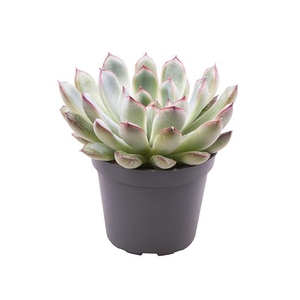 ECHEVERIA-HYBRID P6 RODE RAND