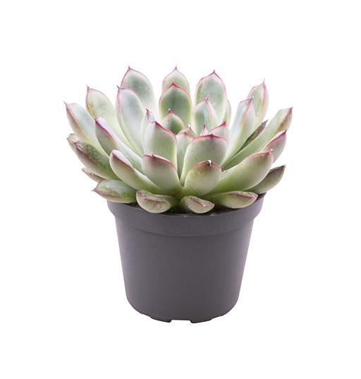 <h4>ECHEVERIA-HYBRID P6 RODE RAND</h4>