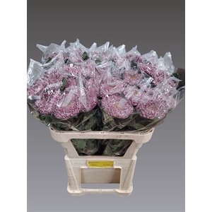 Chr G Gilb L Purple