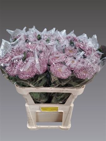 <h4>Chr G Gilb L Purple</h4>