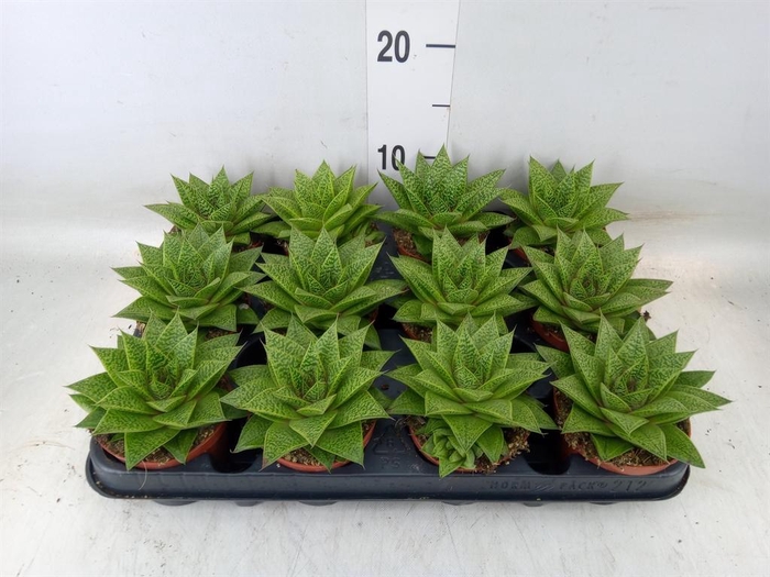 <h4>Gasteria  'D Tiga'</h4>