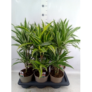 Dracaena   ...mix